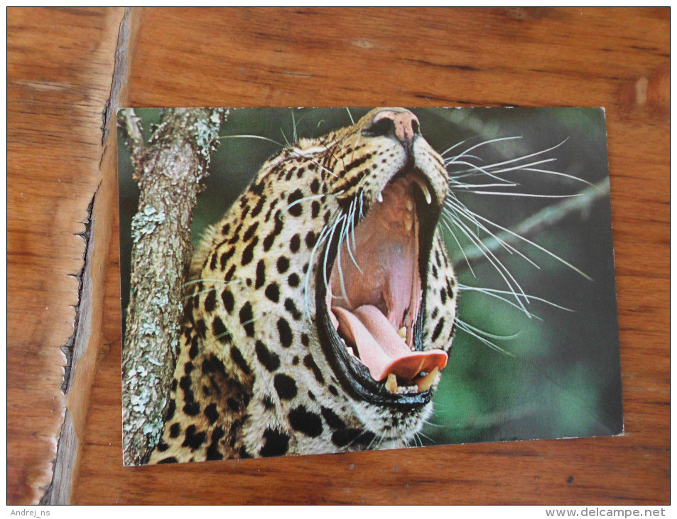 Leopard Wildlife Of Kenya 1981 - Tigres