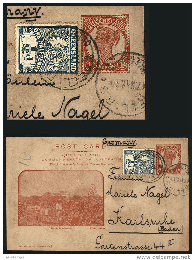 Queensland 1p. Postal Card (uprated With &frac12;p.), Illustrated: "Vineyard - Nudgee", Sent From BELL To Germany... - Covers & Documents