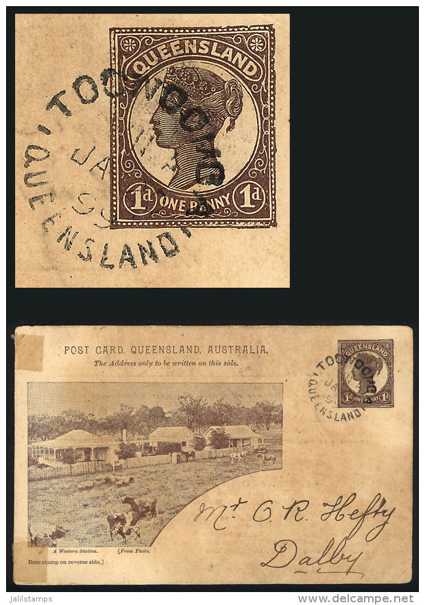 Queensland 1p. Postal Card, Illustrated ("A Western Station") With Good View Of Cows And Horses, Sent From... - Brieven En Documenten