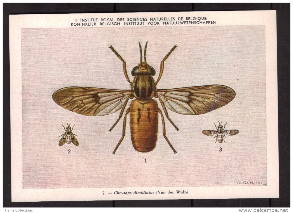 Insectes - Chrysops Dimidiatus - CPA N° 7 - Institut Royal De Belgique - Vecteurs D´infections Au Congo Belge - Insectos