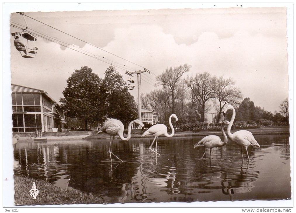 5000 KÖLN - DEUTZ, Rheinpark, BUGA 1957, Flamingoteich, Rhein - Seilbahn - Koeln