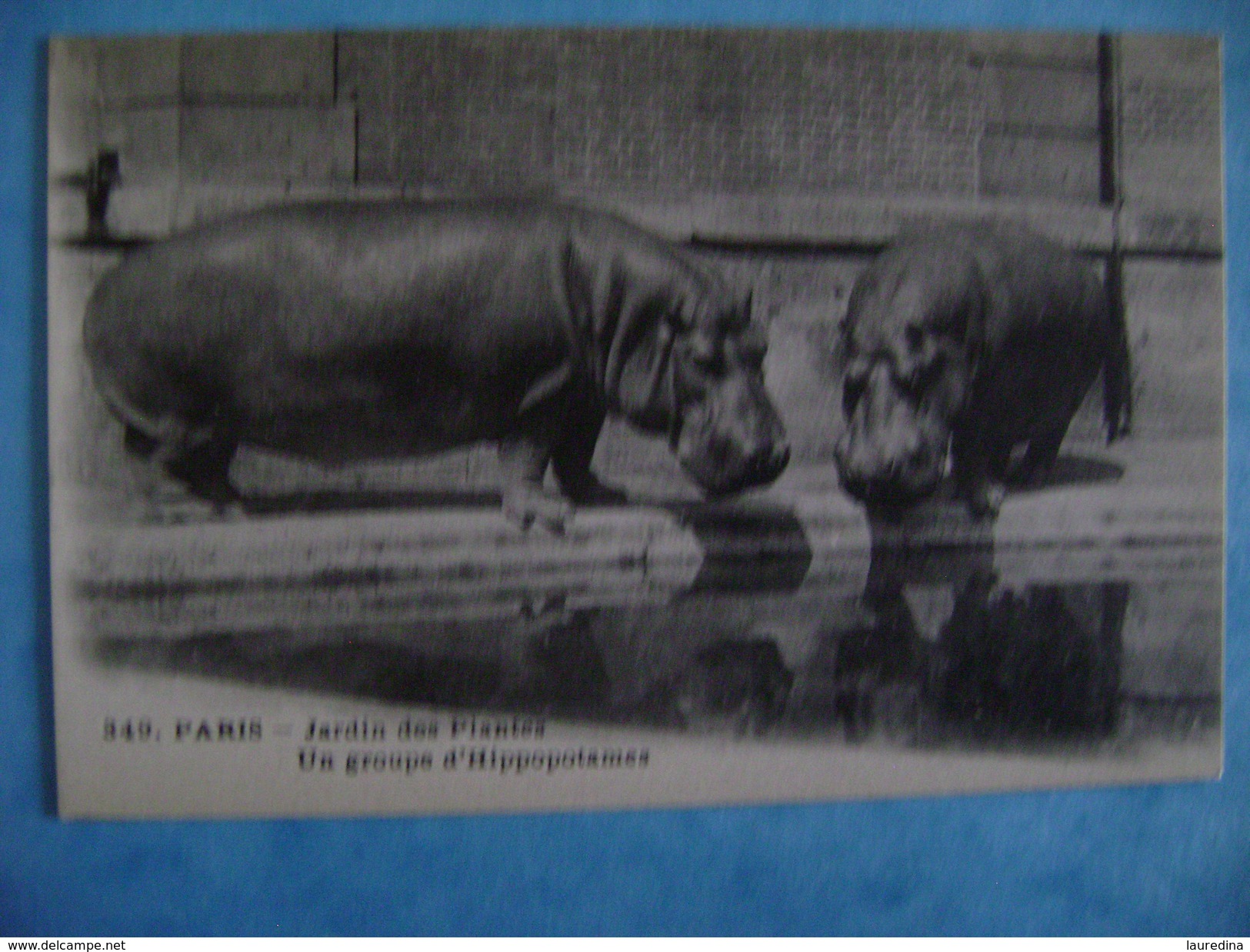 CP ANIMAUX -   PARIS-AU JARDIN DES PLANTES-UN GROUPE D'HIPPOPOTAMES  N°349 - Hippopotamuses