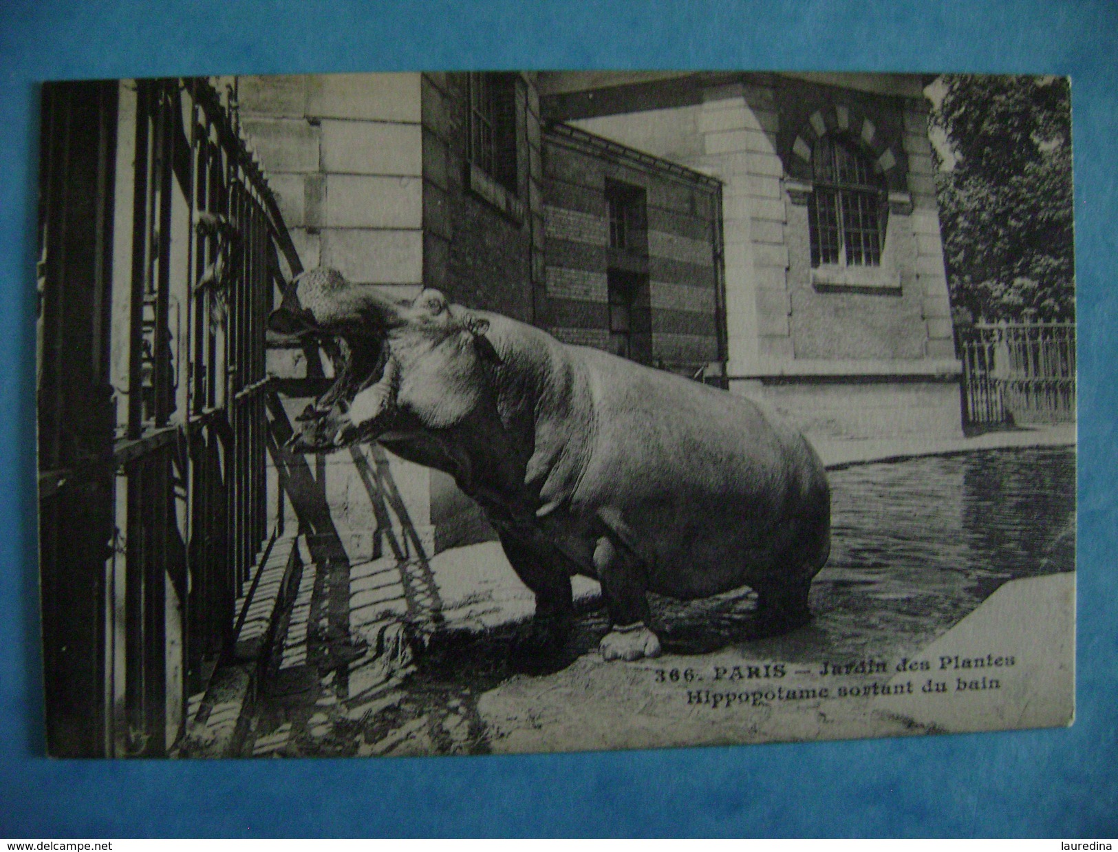 CP ANIMAUX -   PARIS-AU JARDIN DES PLANTES-HIPPOPOTAME SORTANT DU BAIN    N°366 - Nijlpaarden