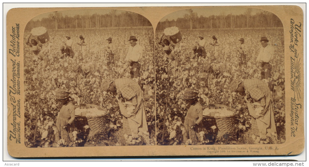 Real Stereo Cotton Is King Plantation Scenes Only Black People Working - Autres & Non Classés