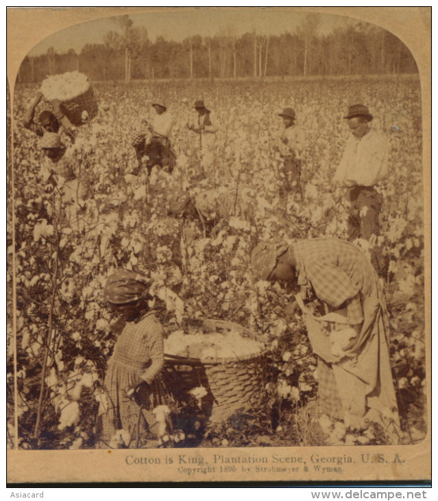 Real Stereo Cotton Is King Plantation Scenes Only Black People Working - Autres & Non Classés