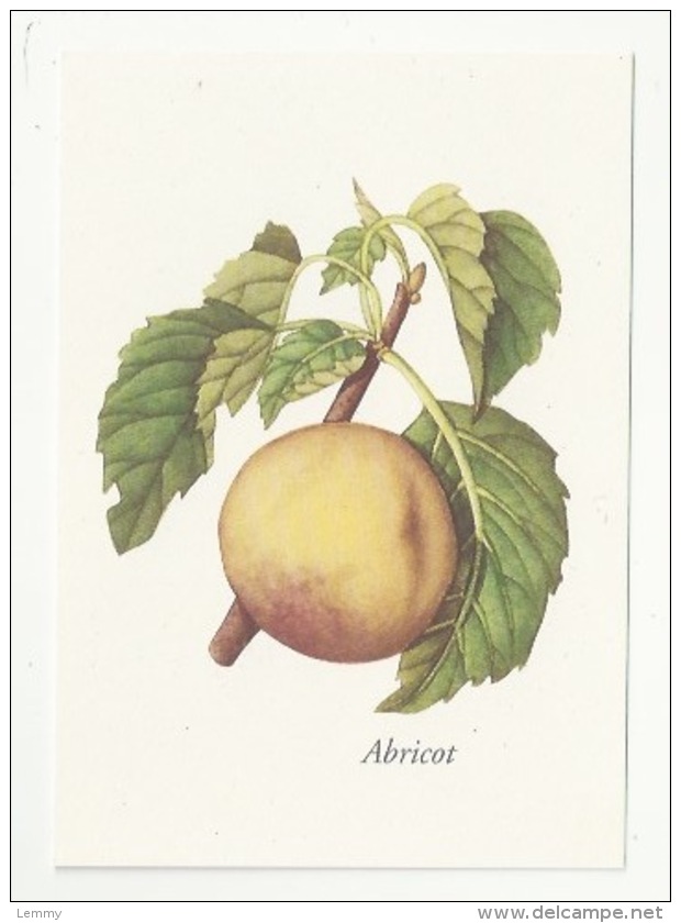 FLEURS - PLANTES - ABRICOT - PRUNUS ARMENIACA - ED. YVES ROCHER - Geneeskrachtige Planten