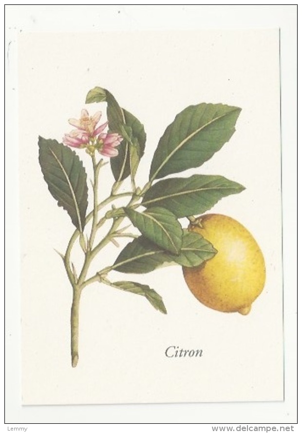 FLEURS - PLANTES - CITRON - CITRUS LIMONUM RISSO - ED. YVES ROCHER - Plantes Médicinales