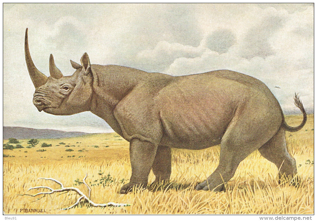 RHINOCEROS D'AFRIQUE - Rinoceronte