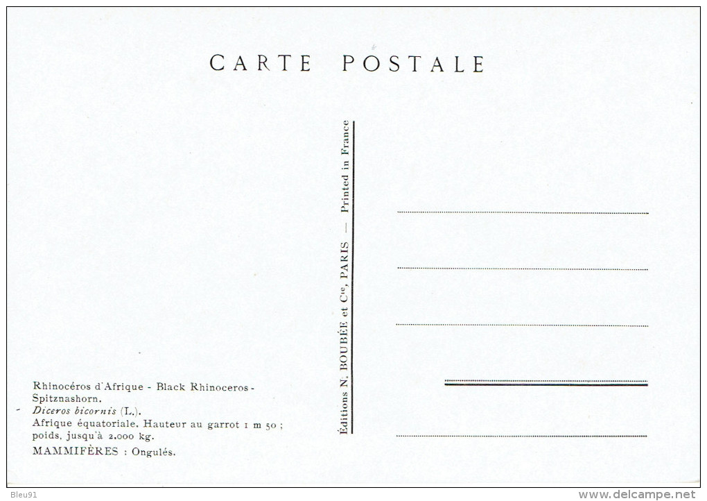 RHINOCEROS D'AFRIQUE - Rhinocéros