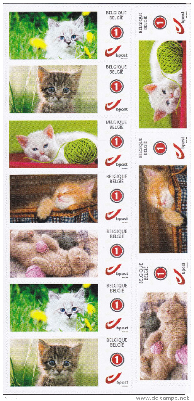 Belg. 2016 - Mystamp - Chatons ** - Nouvelle Présentation (expérimentale)  + Carte Postale (sous Blister) - Other & Unclassified