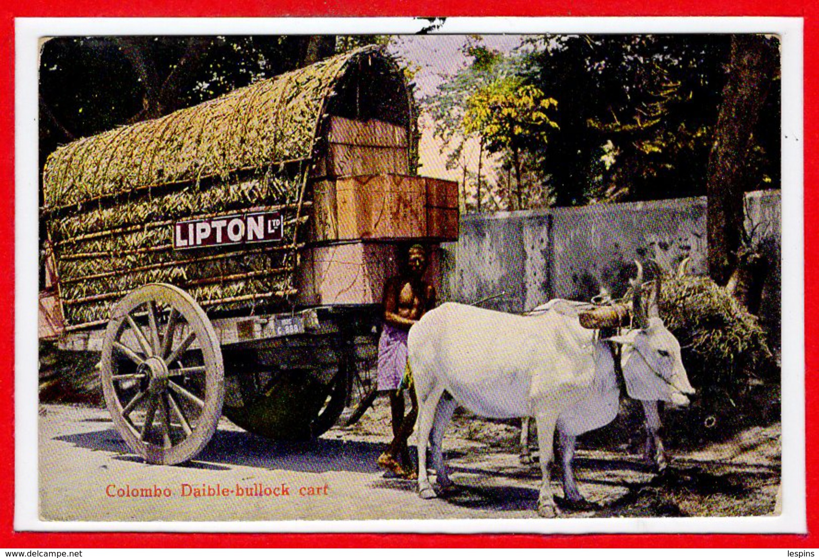 ASIE - CEYLON  - SRI LANKA - Colombo -- Daible Bullock Cartr - Sri Lanka (Ceylon)