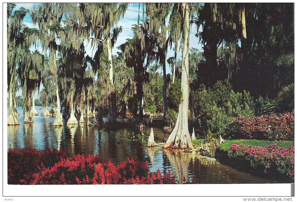 Cypress Trees Many Centuries Old Grow Far Out In The Waters Of Lake Eloise At Cypress Gardens, Florida - Arbres