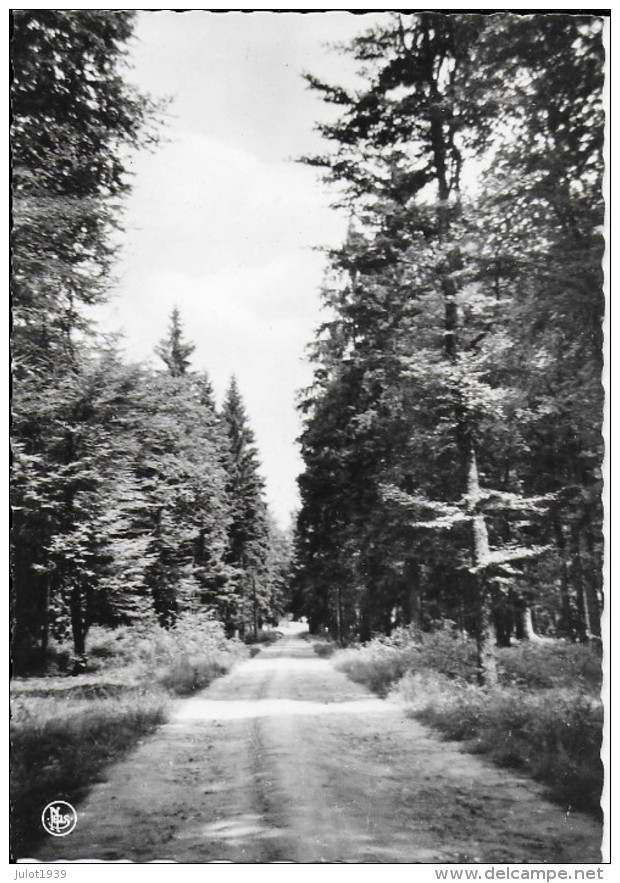 CARLSBOURG ..-- Sous - Bois . - Paliseul