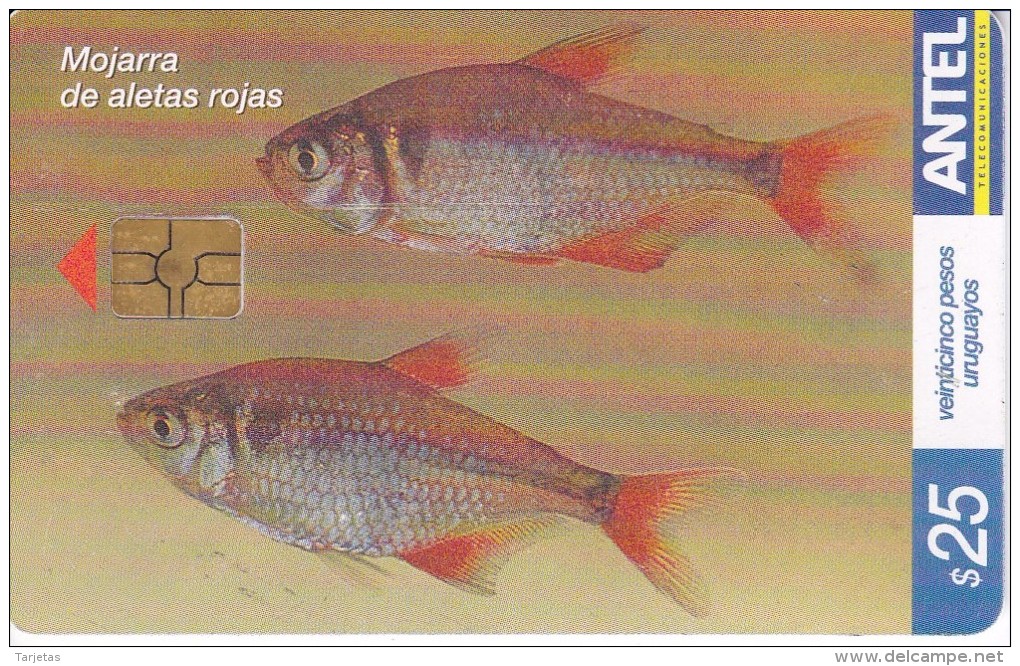 Nº 406 TARJETA DE URUGUAY DE UNA MOJARRA DE ALETAS ROJAS (PEZ-FISH) - Uruguay