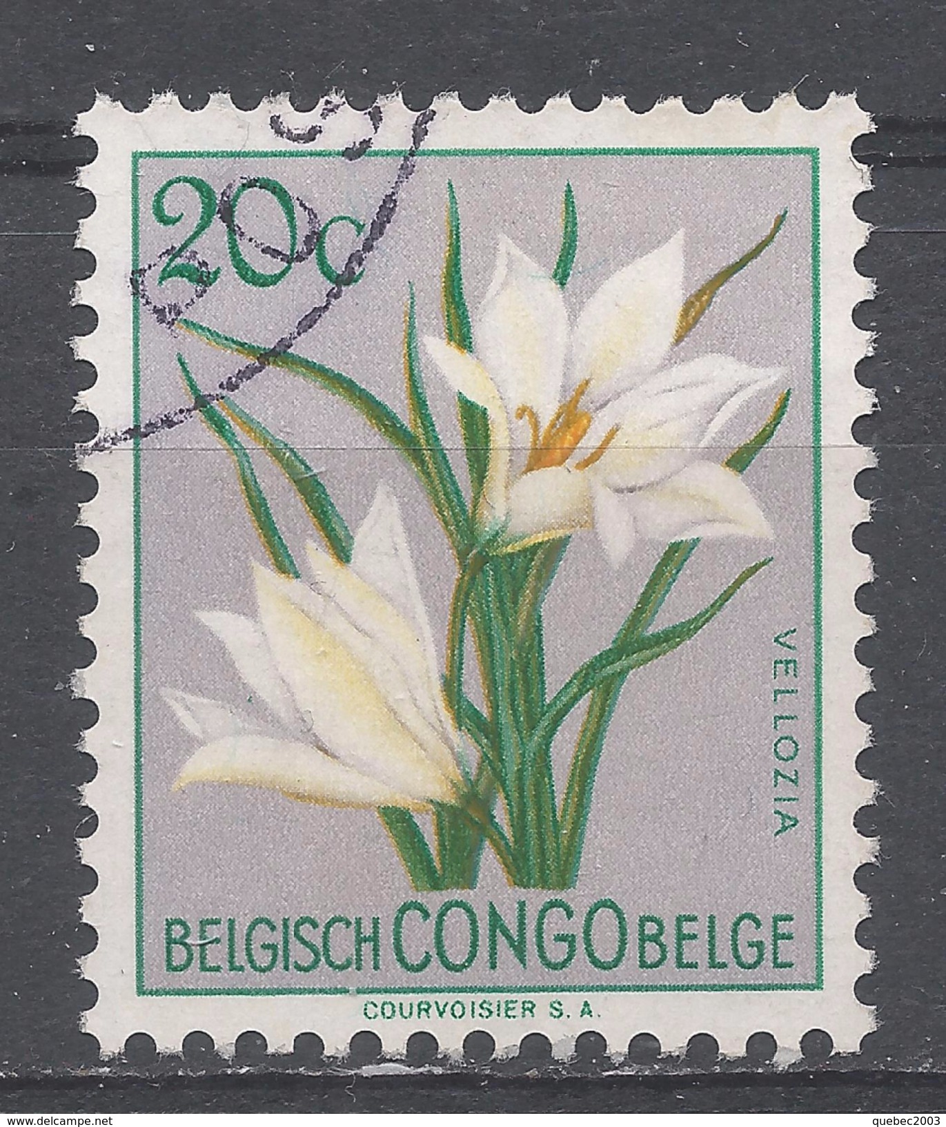 Belgian Congo 1952. Scott #265 (U) Flower's Velozia * - Oblitérés