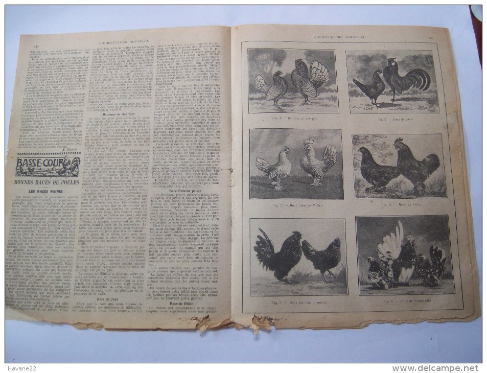 L'AGRICULTURE NOUVELLE 1917 "ciselage Des Raisins Dans Une Forcerie "  Journal  16 Pages Avec PUB - 1900 - 1949