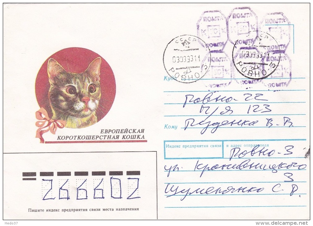 Chat - Lettre - Hauskatzen