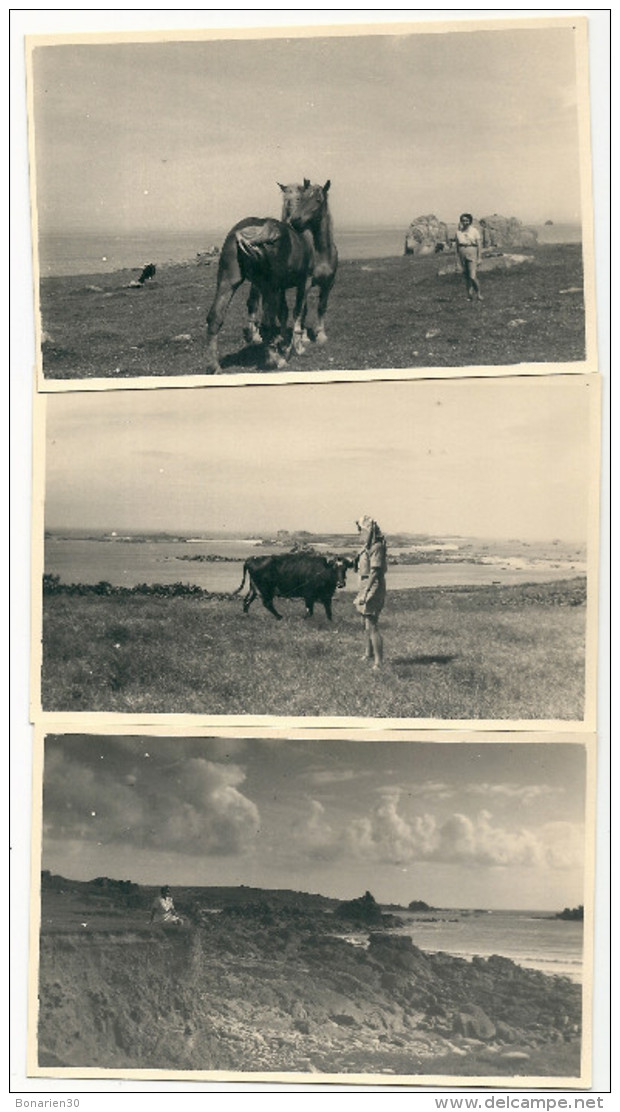 3 PHOTOS  29  PORSPODER CHEVAUX VACHE  13,5x8,5cm - Autres & Non Classés