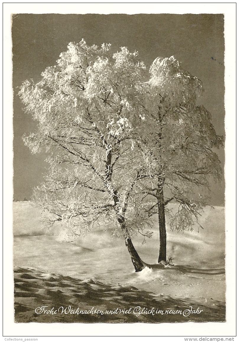 Cp, Arbre, Voyagée 1965 - Bäume