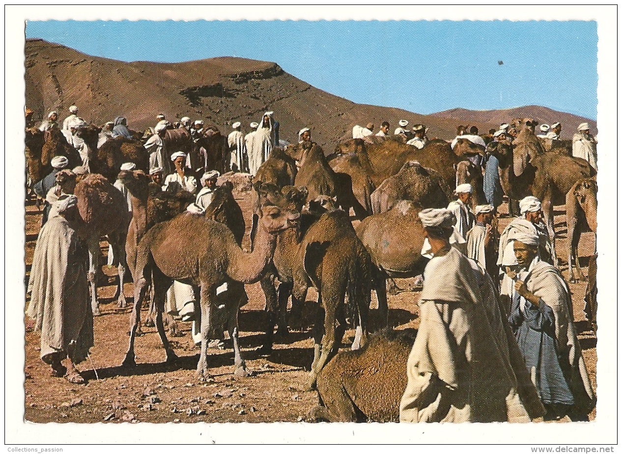 Cp, Marché, Maroc, Marché Aux Dromadaires, Voyagée 1972 - Markets