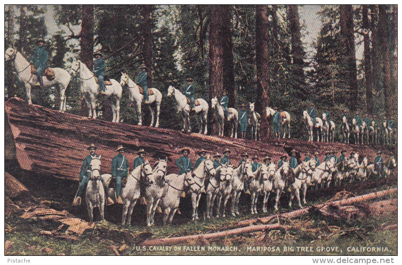 Mariposa Grove California - U.S. Cavalry On Fallen Monarch - Soldiers Army Military Horses - Unused - Other & Unclassified