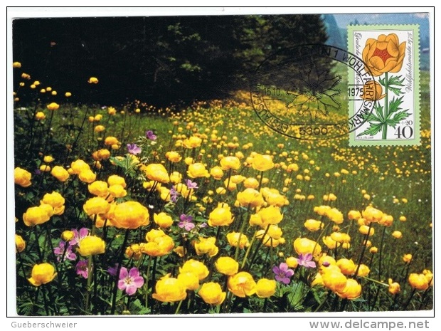 FLORA-L291 - ALLEMAGNE N° 717 Sur Carte Maximum Trolle 1975 - 1961-1980