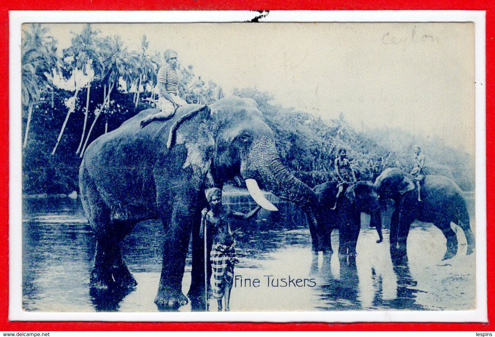 ASIE - SRI LANKA - CEYLON -- Fine Tuskers - Sri Lanka (Ceylon)