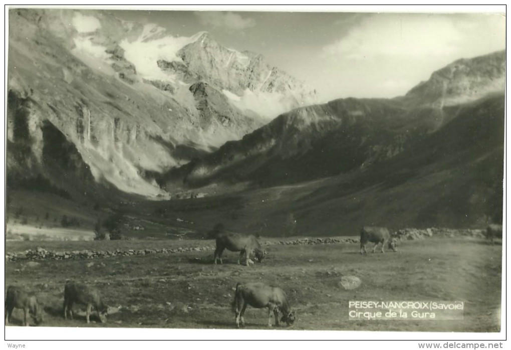 73 - Savoie - Peisey Nancroix - Cirque De La Gura - Vaches - Autres & Non Classés