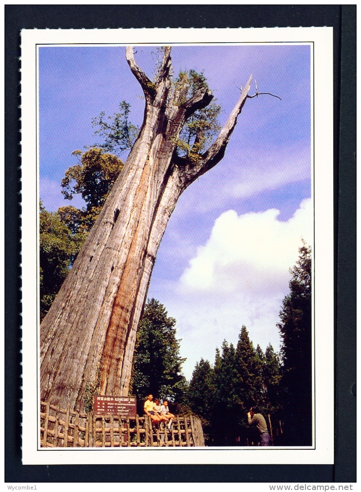 TAIWAN  -  Alishan Sacred Tree  Unused Postcard - Taiwan
