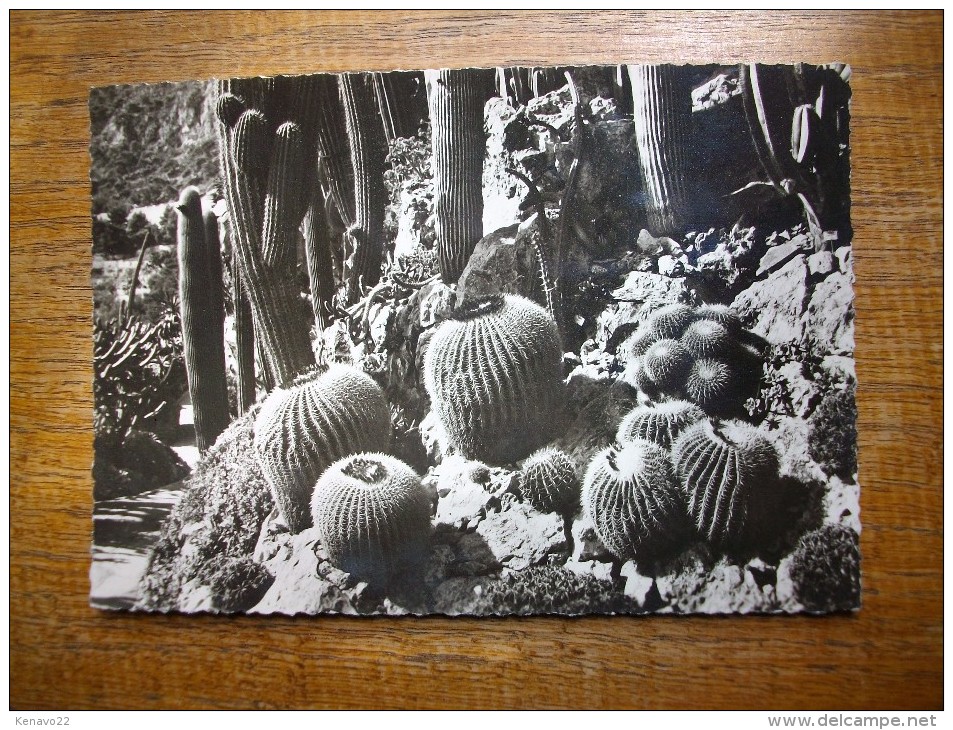 Jardin Exotique De Monaco  , Echinocactus Grusoni Et Divers , Pilocereus Divers - Jardin Exotique