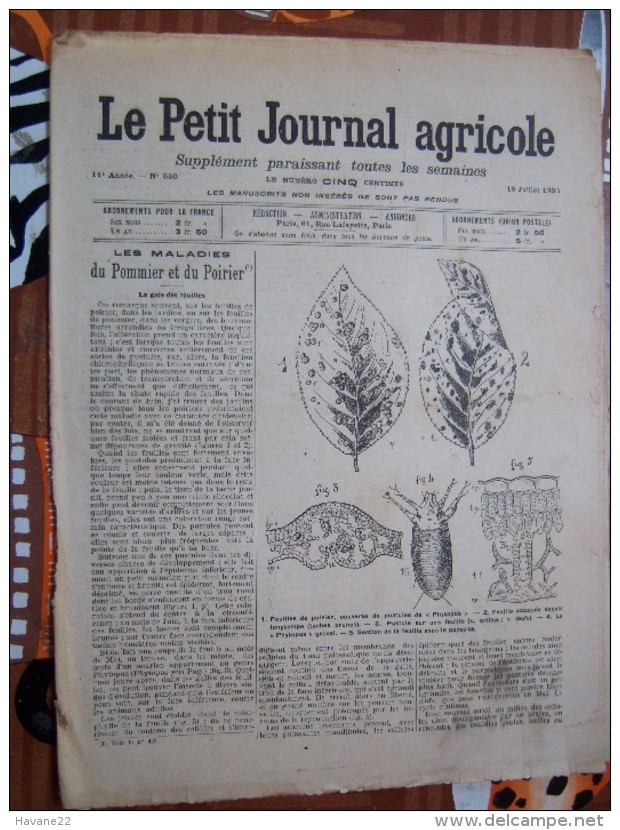 LE PETIT JOURNAL AGRICOLE 15/07/1903 AVEC PUB Les Maladies Du Pommier Du Poirier 16 PAGES - 1900 - 1949