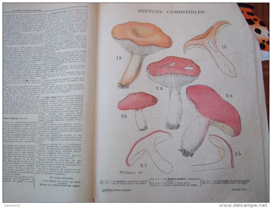 LE PETIT JOURNAL AGRICOLE 08/07/1903 AVEC PUB 16 PAGES PLANCHE COULEUR CHAMPIGNONS - 1900 - 1949