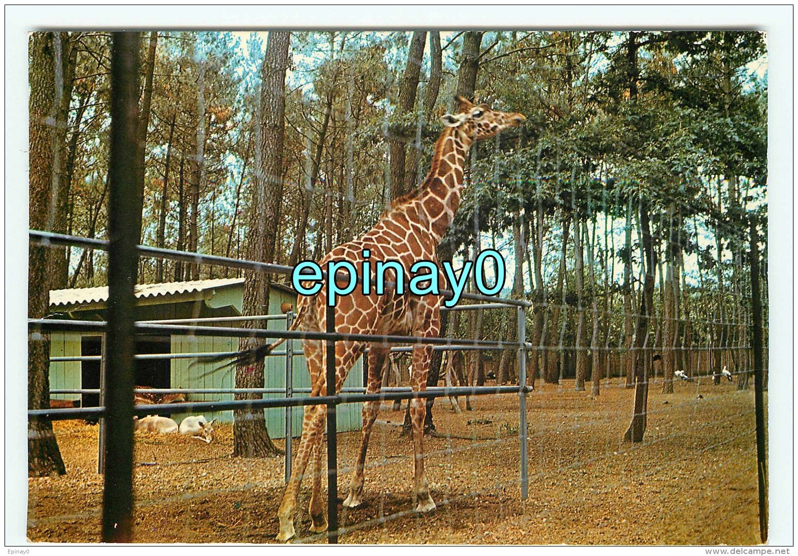 B -  72 - LA FLECHE - ZOO - Fondé Par  BOUILLAUT - Girafe - La Fleche