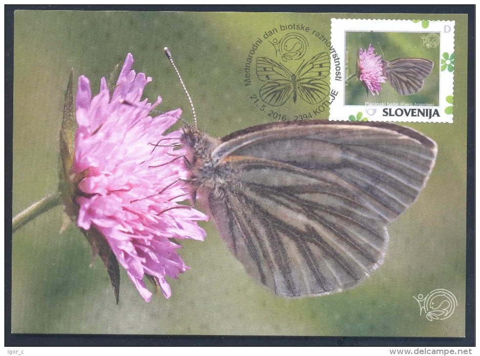 2016 Maximum Card Butterfly Schmetterling Papillon Mariposa International Day Of Biotic Diversity; Pieris Bryoniae, Rare - Papillons