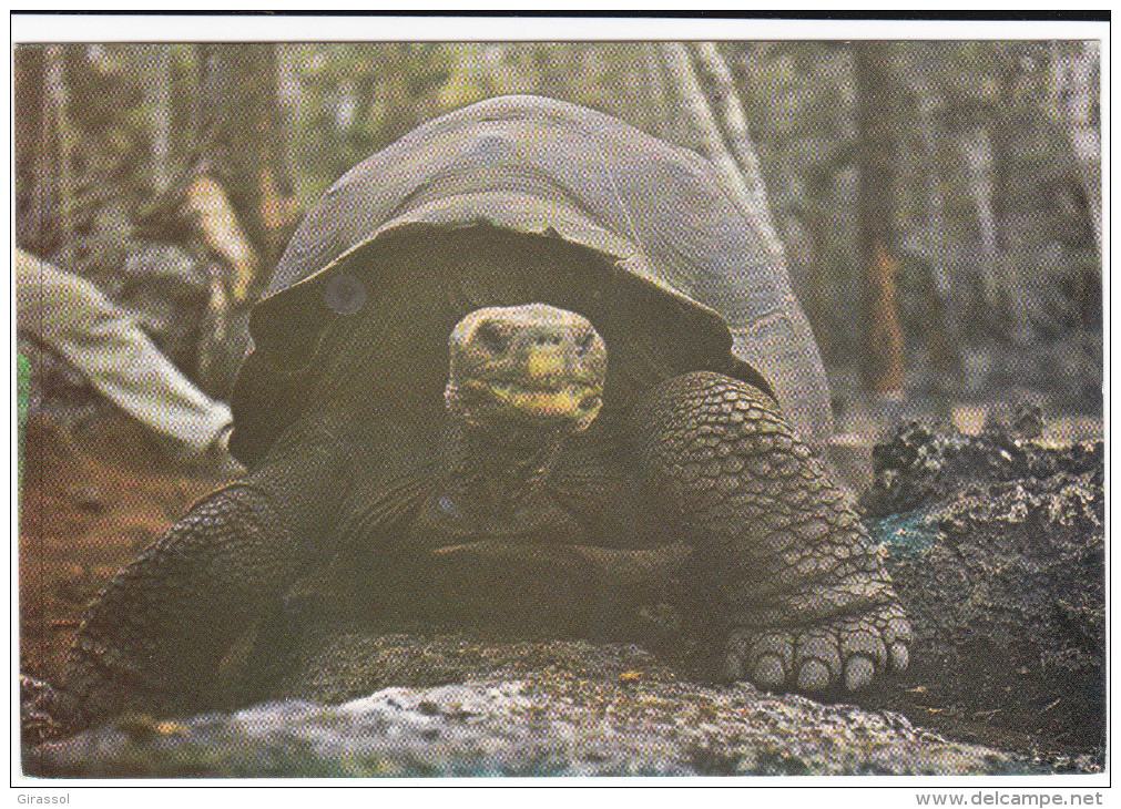 CPSM TORTUE DES GALAPAGOS EQUATEUR SUD AMERIQUE - Schildpadden