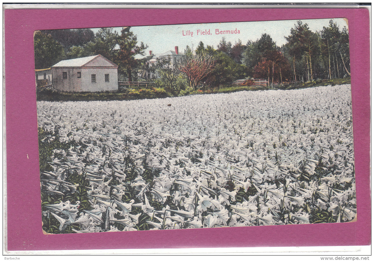 LILLY FIELD  BERMUDA - Bermudes