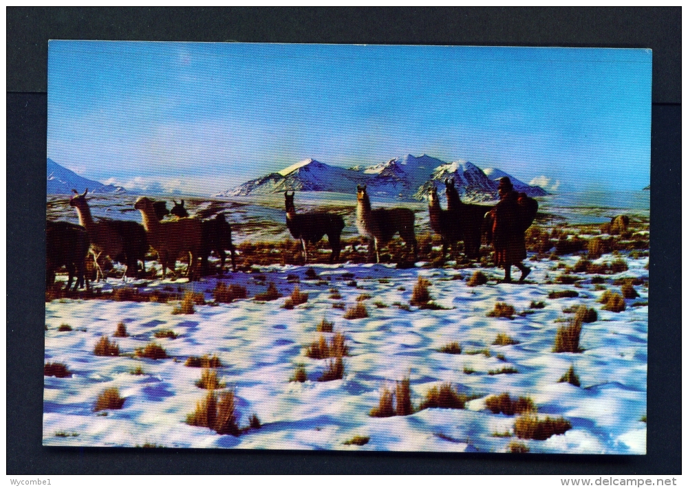 BOLIVIA  -  La Paz  Altiplano Nevado  Unused Postcard - Bolivia