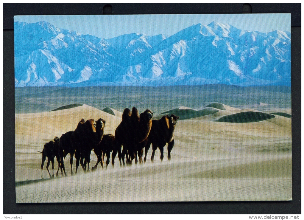 MONGOLIA  -  Bactrian Camels  Unused Postcard - Mongolia