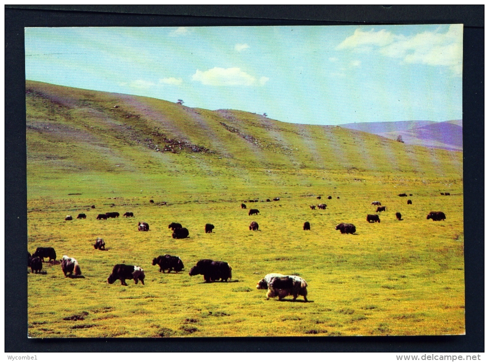 MONGOLIA  -  Grazing On The Steppe  Unused Postcard - Mongolia