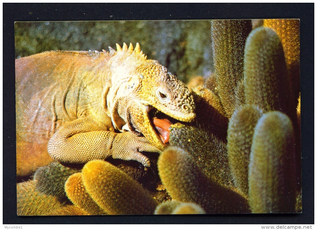 ECUADOR  -  Galapagos  Isla Fernandina  Iguana  Unused Postcard - Ecuador