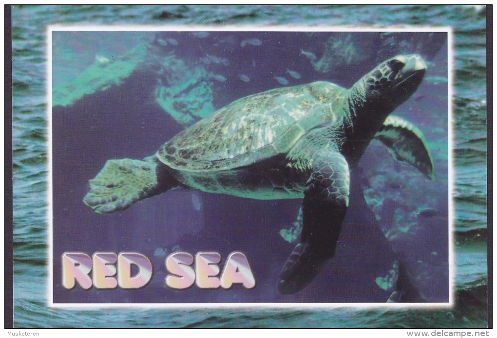Egypt Egypte CPA Sea Turtle Tortoise (2 Scans) - Schildkröten