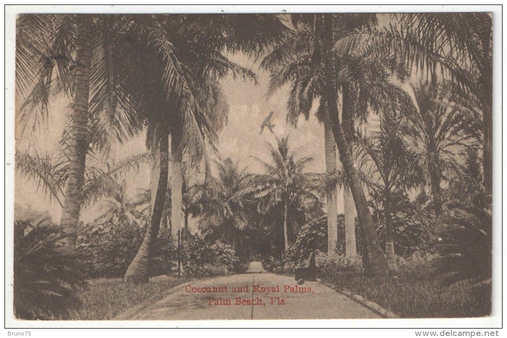 Coconut And Royal Palms, Palm Beach, Fla. - 1918 - Palm Beach