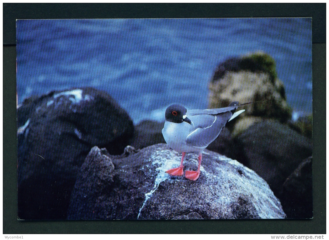 ECUADOR  -  Galapagos  Swallow Tail Gull  Unused Postcard - Ecuador