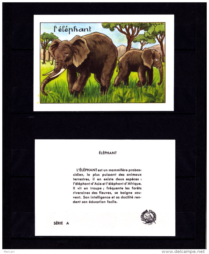 Les Animaux, L' Eléphant,  Editions Educatives, Scolaire, Illustrateur Calvet-Rogniat - Altri & Non Classificati