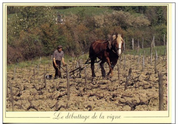 Le Débuttage De La Vigne - Spannen