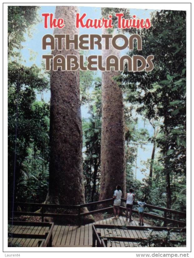 (264) Australia - QLD - Atherton Kauri Tree - Atherton Tablelands