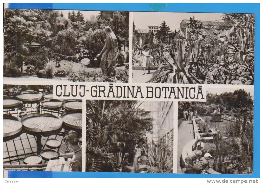 ROMANIA POSTCARD USED  CLUJ GRADINA BOTANICA - Rumania