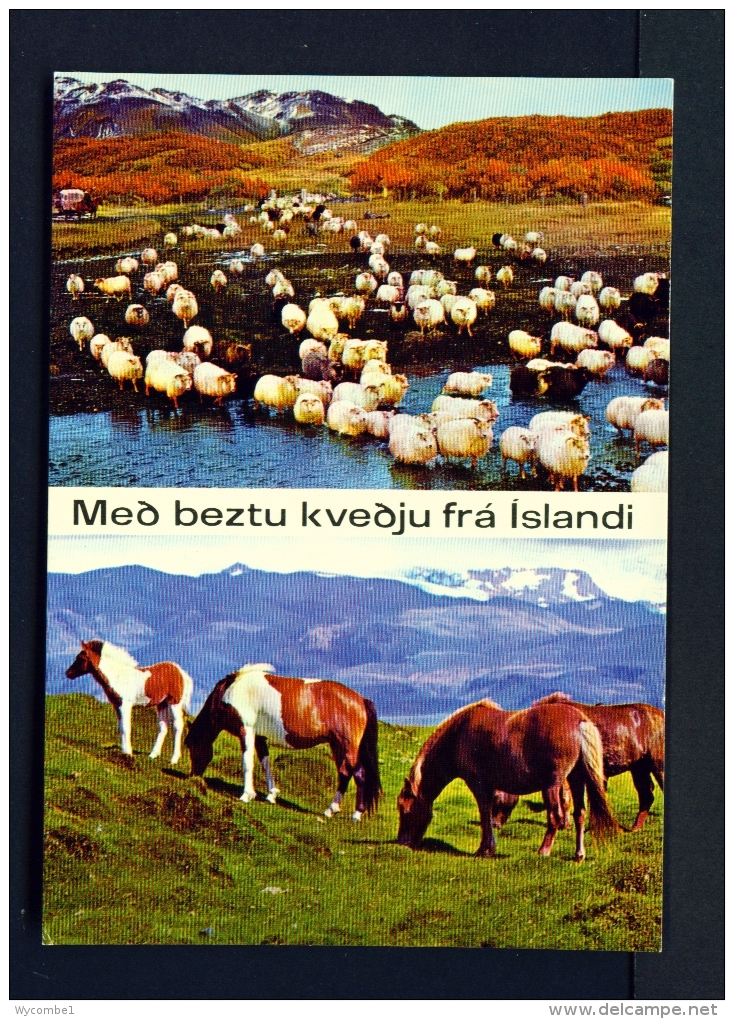 ICELAND  -  Sheep And Ponies  Dual View  Unused Postcard - Iceland