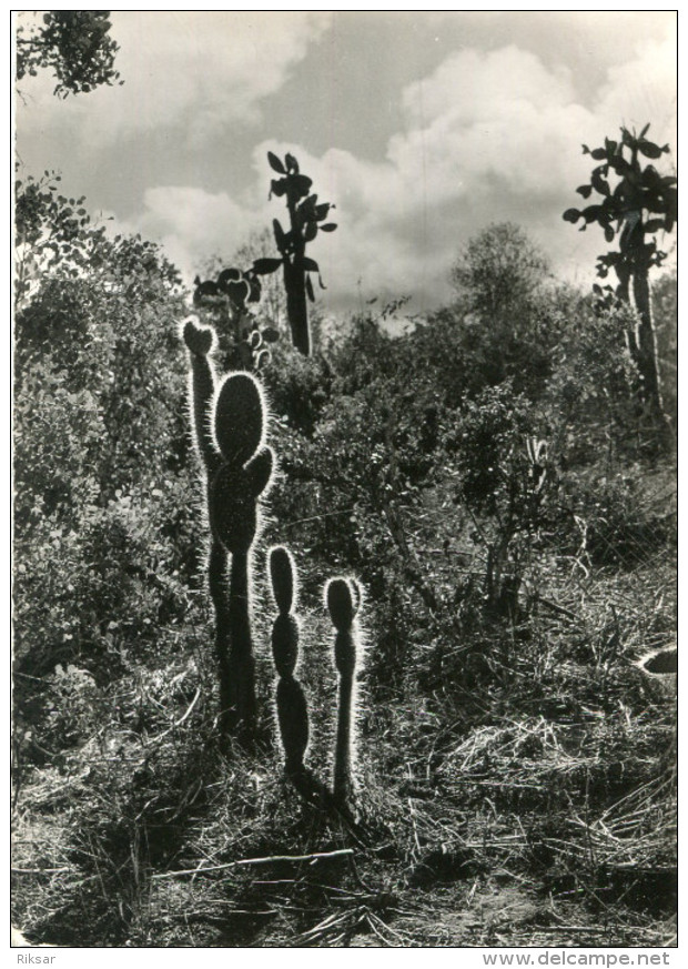 EQUATEUR(GALAPAGOS) SANTA CRUZ(CACTUS) - Equateur