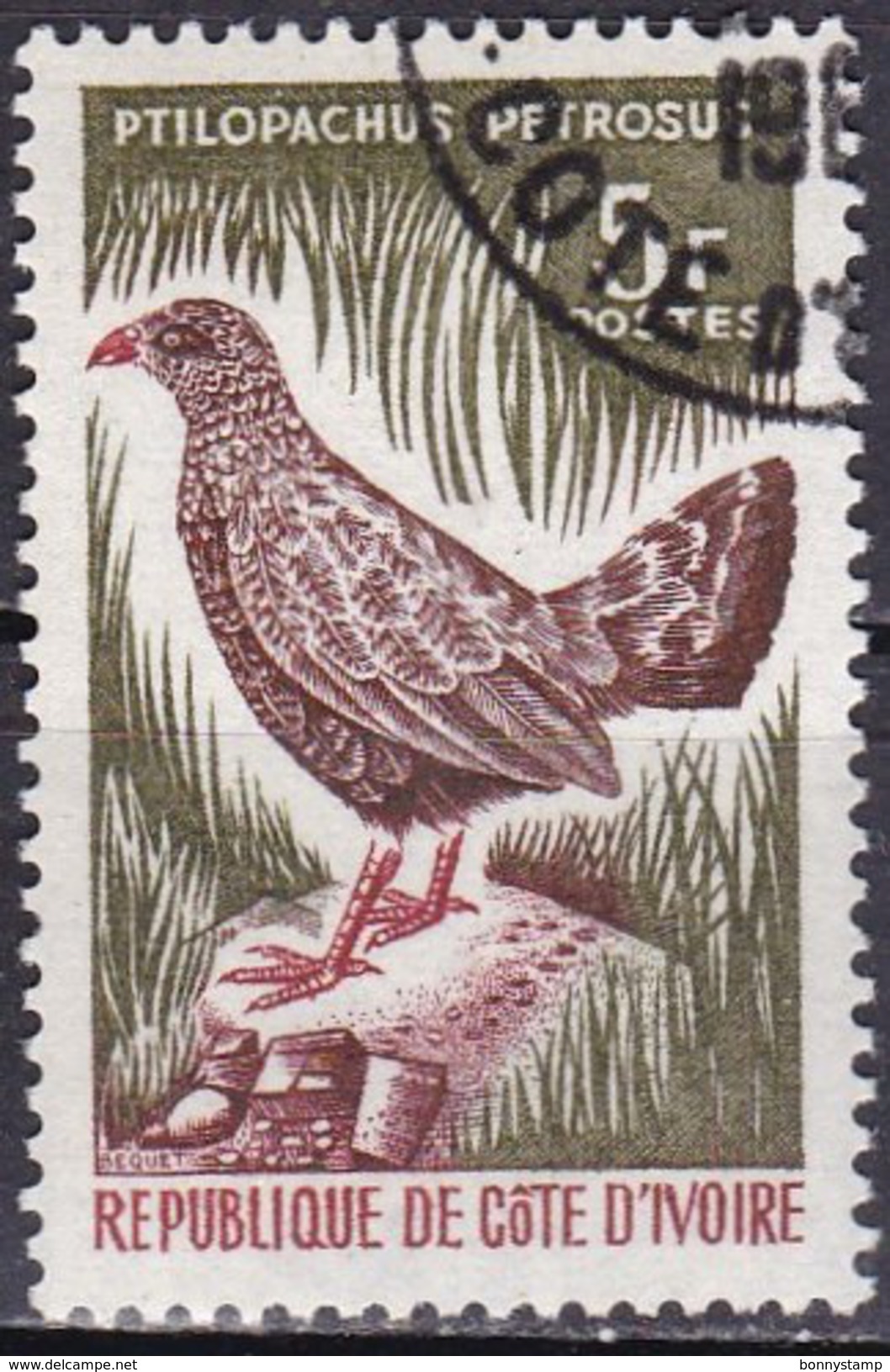 Costa D'Avorio, 1964/65 - 5f  Stone Partridge - Nr.233 Usato° - Costa D'Avorio (1960-...)